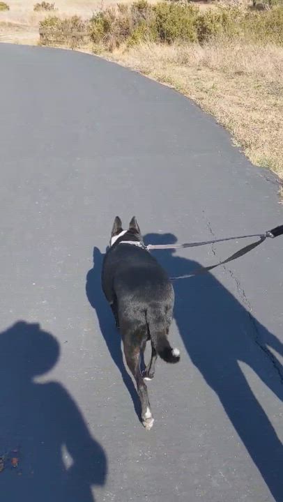 Enlarge Mora, a Adoptable mixed breed in Kensington, CA video 2/6