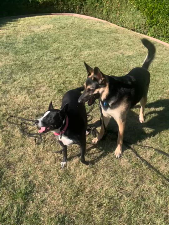 Enlarge Mora, a Adoptable mixed breed in Kensington, CA video 3/6