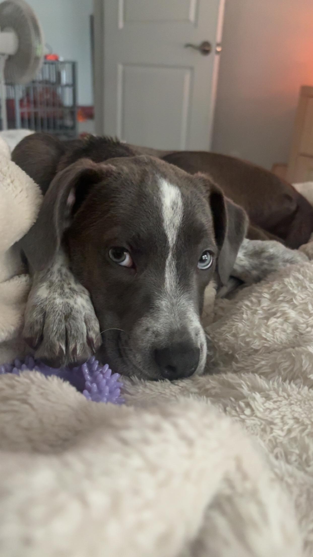 Meredith, ADOPTABLE, Puppy Female Mixed Breed.