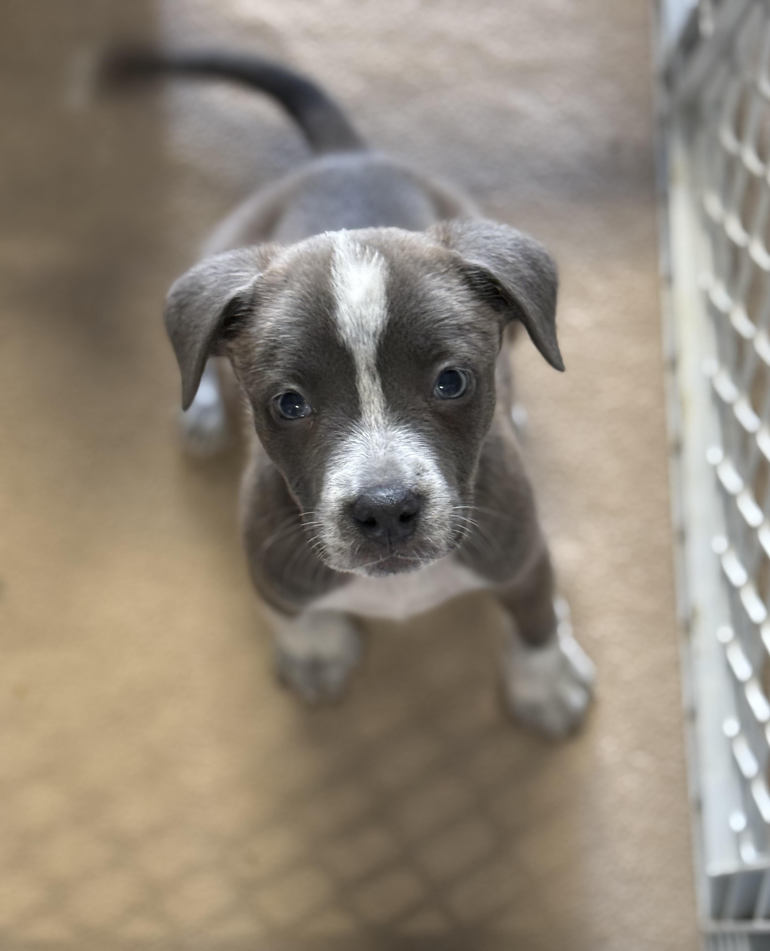 Enlarge Meredith, a ADOPTABLE Mixed Breed in MYRTLE BEACH, SC image 1/1