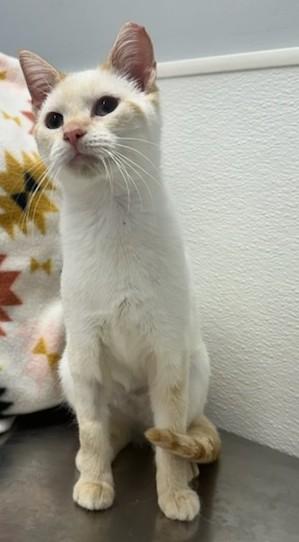 Sam, Adopted, Adult Female Siamese.