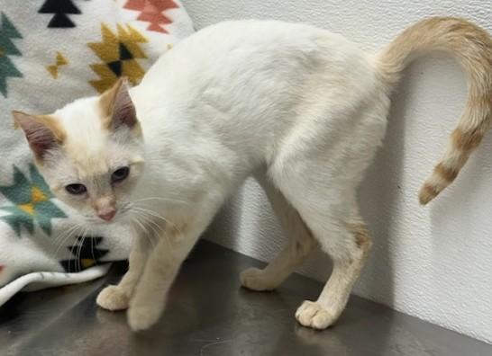 Enlarge Sam, a Adopted Siamese in Smyrna, DE image 2/4