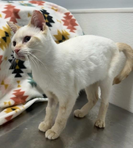 Enlarge Sam, a Adopted Siamese in Smyrna, DE image 3/4