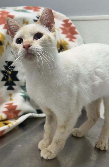 Enlarge Sam, a Adopted Siamese in Smyrna, DE image 4/4