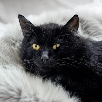 Gary (BARN CAT), Adoptable, Adult Male Domestic Short Hair & Domestic Short Hair.