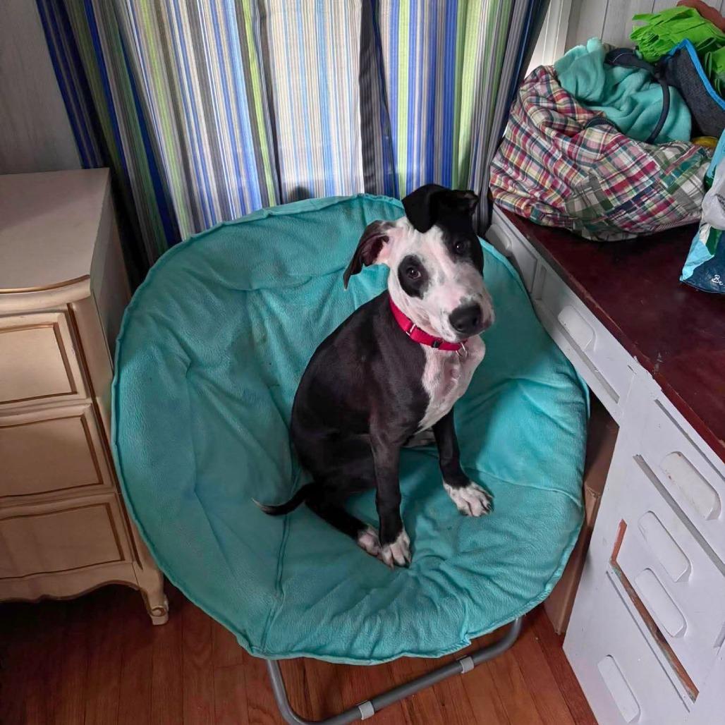 Marty, Adoptable, Young Male Mixed Breed.
