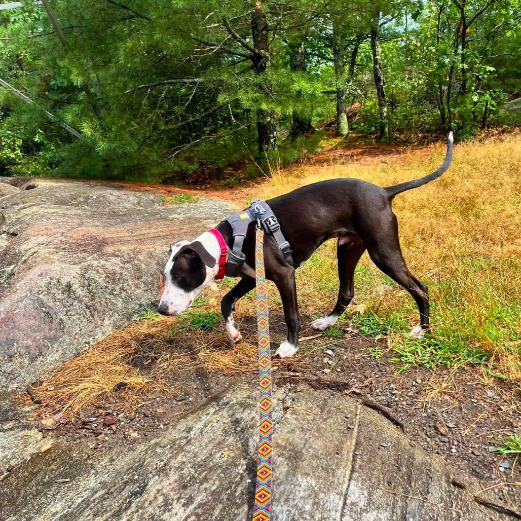 Marty, a Adoptable Mixed Breed in South Portland, ME image 2/5
