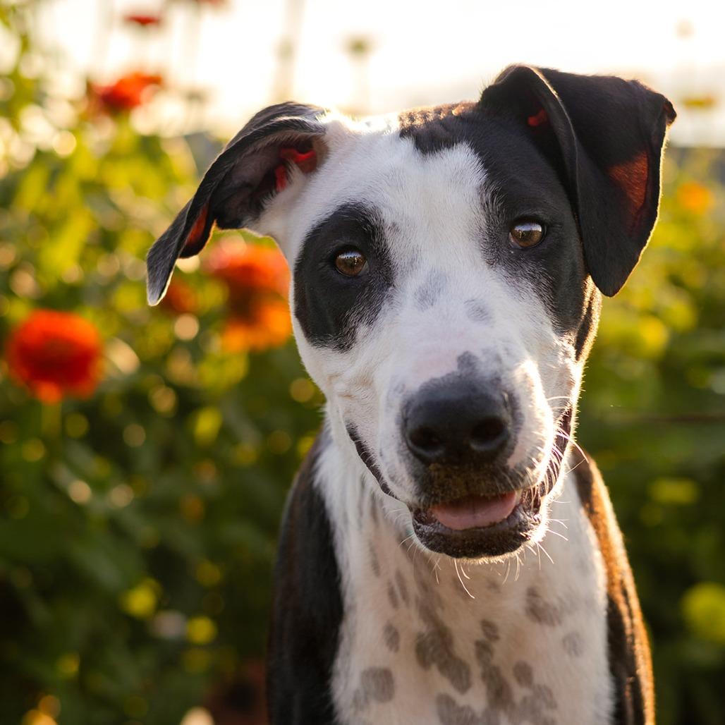 Enlarge Marty, a Adoptable Mixed Breed in South Portland, ME image 2/5