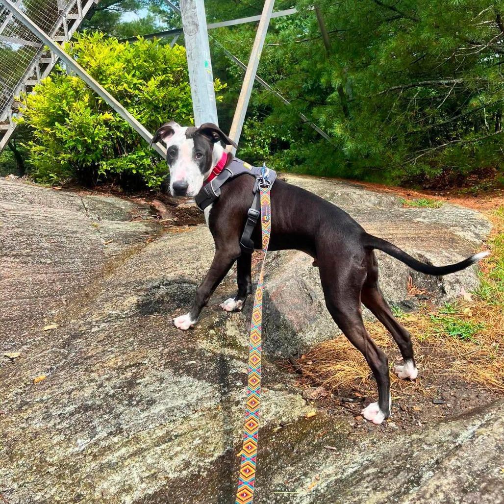 Marty, a Adoptable Mixed Breed in South Portland, ME image 3/5