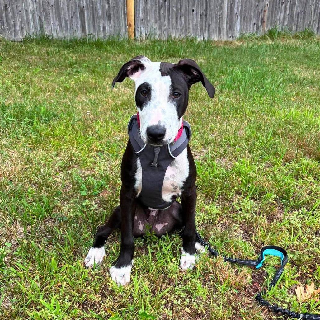 Marty, a Adoptable Mixed Breed in South Portland, ME image 5/5