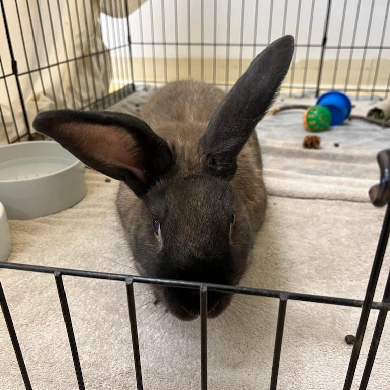 Brownie, a Adoptable Bunny Rabbit in Bedford, NH image 1/5