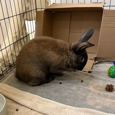 Brownie, a Adoptable Bunny Rabbit in Bedford, NH image 2/5