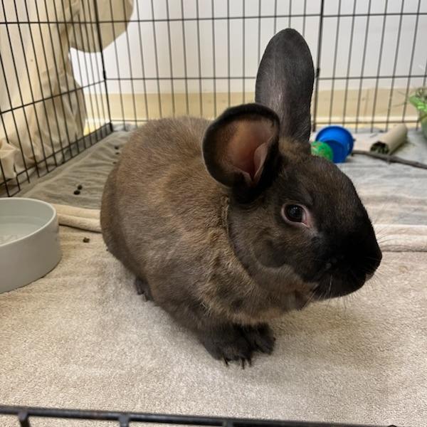 Brownie, a Adoptable Bunny Rabbit in Bedford, NH image 3/5