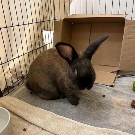 Brownie, a Adoptable Bunny Rabbit in Bedford, NH image 4/5