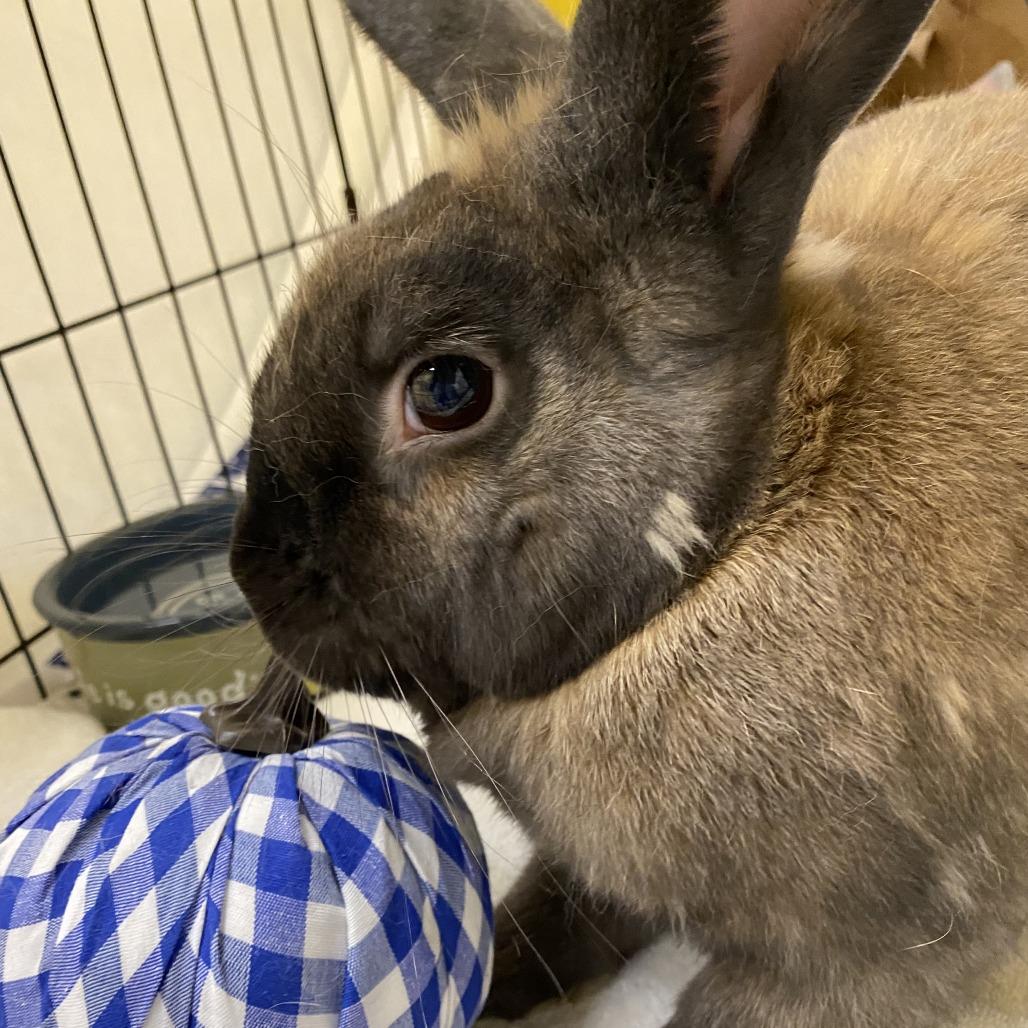 Brownie, a Adoptable Bunny Rabbit in Bedford, NH image 5/5