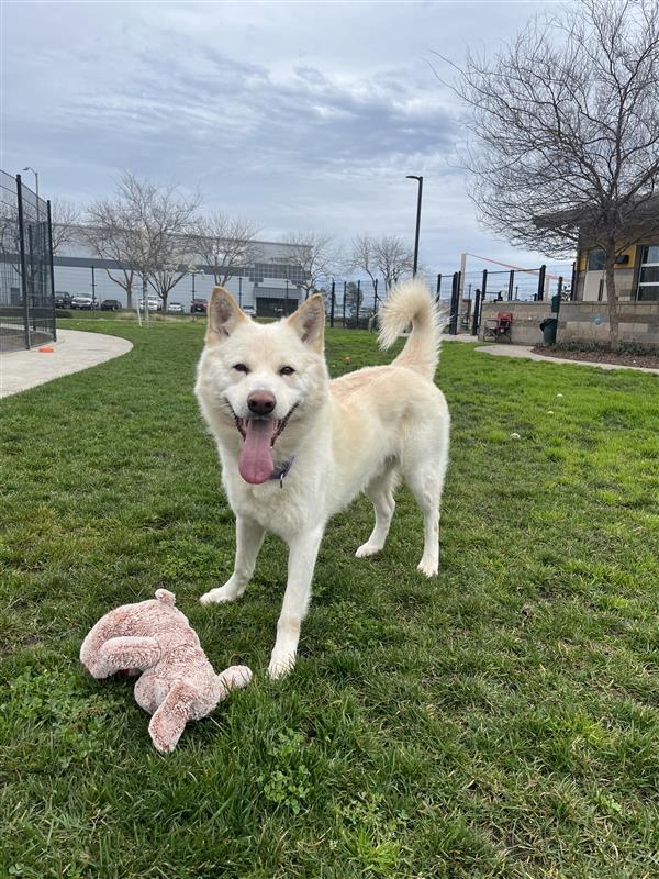 Wonderer, Adoptable, Adult Male Siberian Husky.
