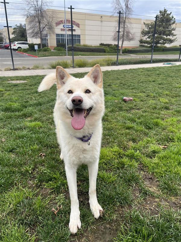 Wonderer, Adoptable, Adult Male Siberian Husky.