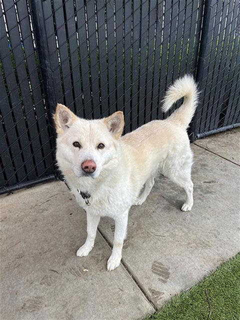 Enlarge Wonderer, a Adoptable Siberian Husky in Elk Grove, CA image 1/1