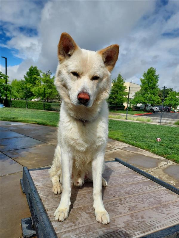 Enlarge Wonderer, a Adoptable Siberian Husky in Elk Grove, CA image 3/3