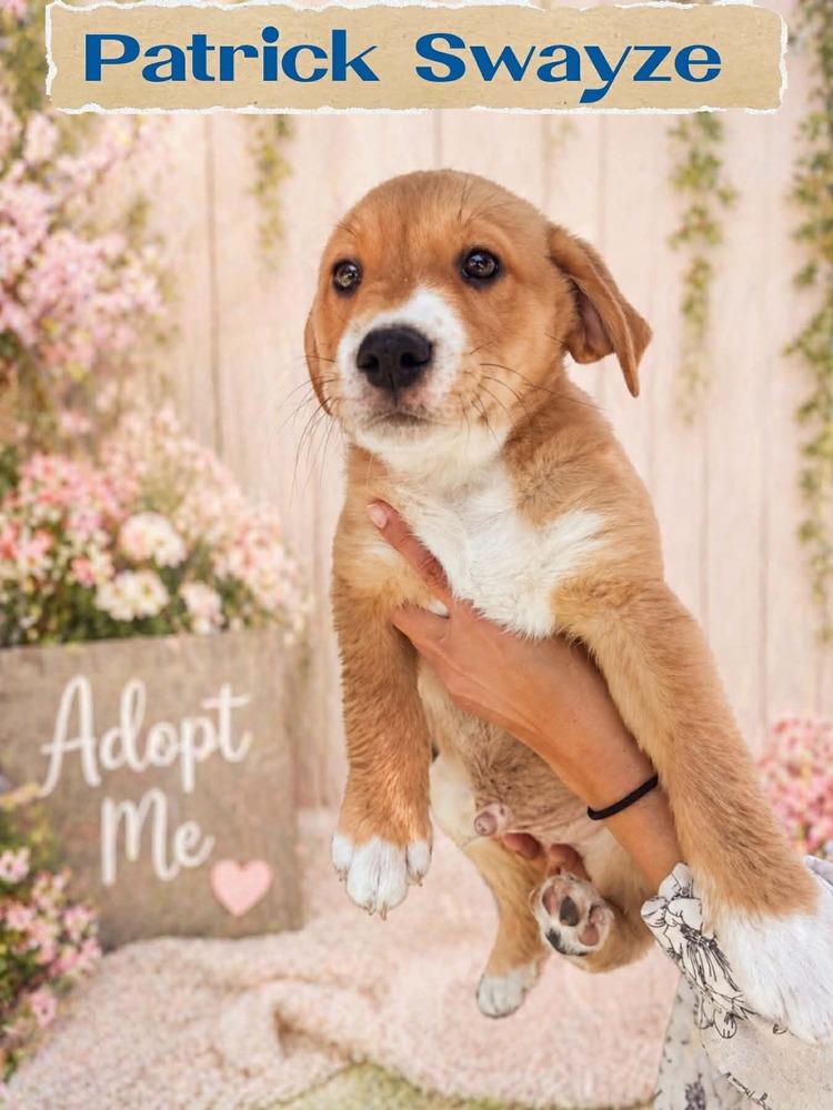 Enlarge ROB LOWE, a Adoptable mixed breed in Richmond, TX image 2/3