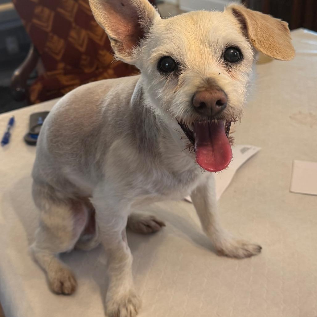 Rex, Adoptable, Adult Male Poodle & Chihuahua.