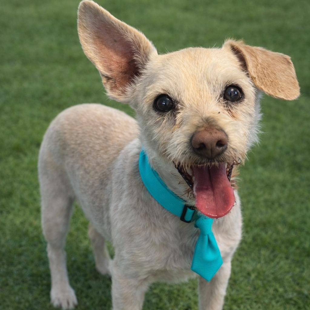 Enlarge Rex, a Adoptable mixed breed in Las Vegas, NV image 2/2