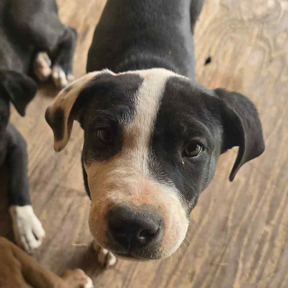 Luster, Adoptable, Puppy Male Pit Bull Terrier & Mixed Breed.