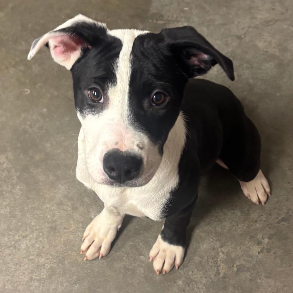 Enlarge Luster, a Adoptable mixed breed in Manhattan, KS image 2/2