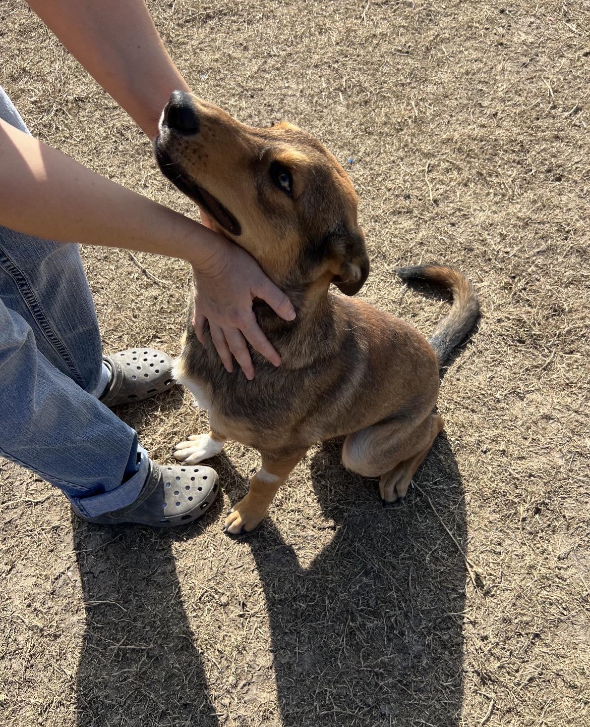 Nick, a ADOPTABLE mixed breed in Port Lavaca, TX image 6/6