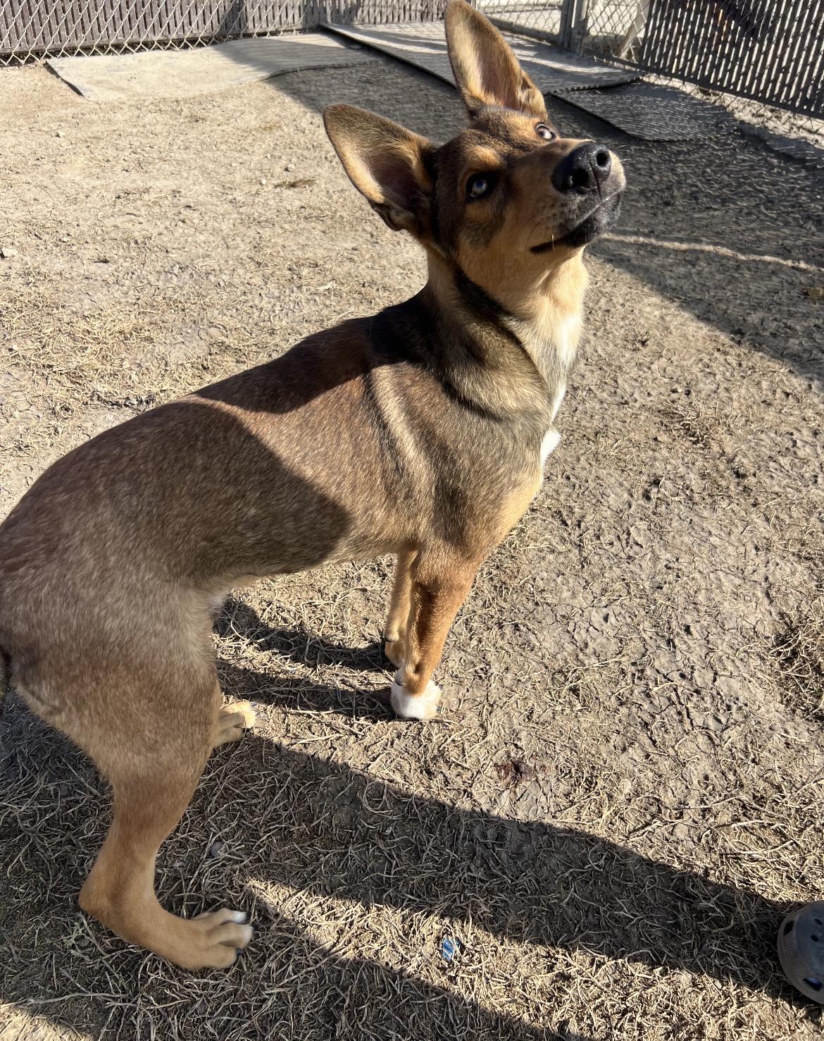 Nick, a ADOPTABLE mixed breed in Port Lavaca, TX image 4/6