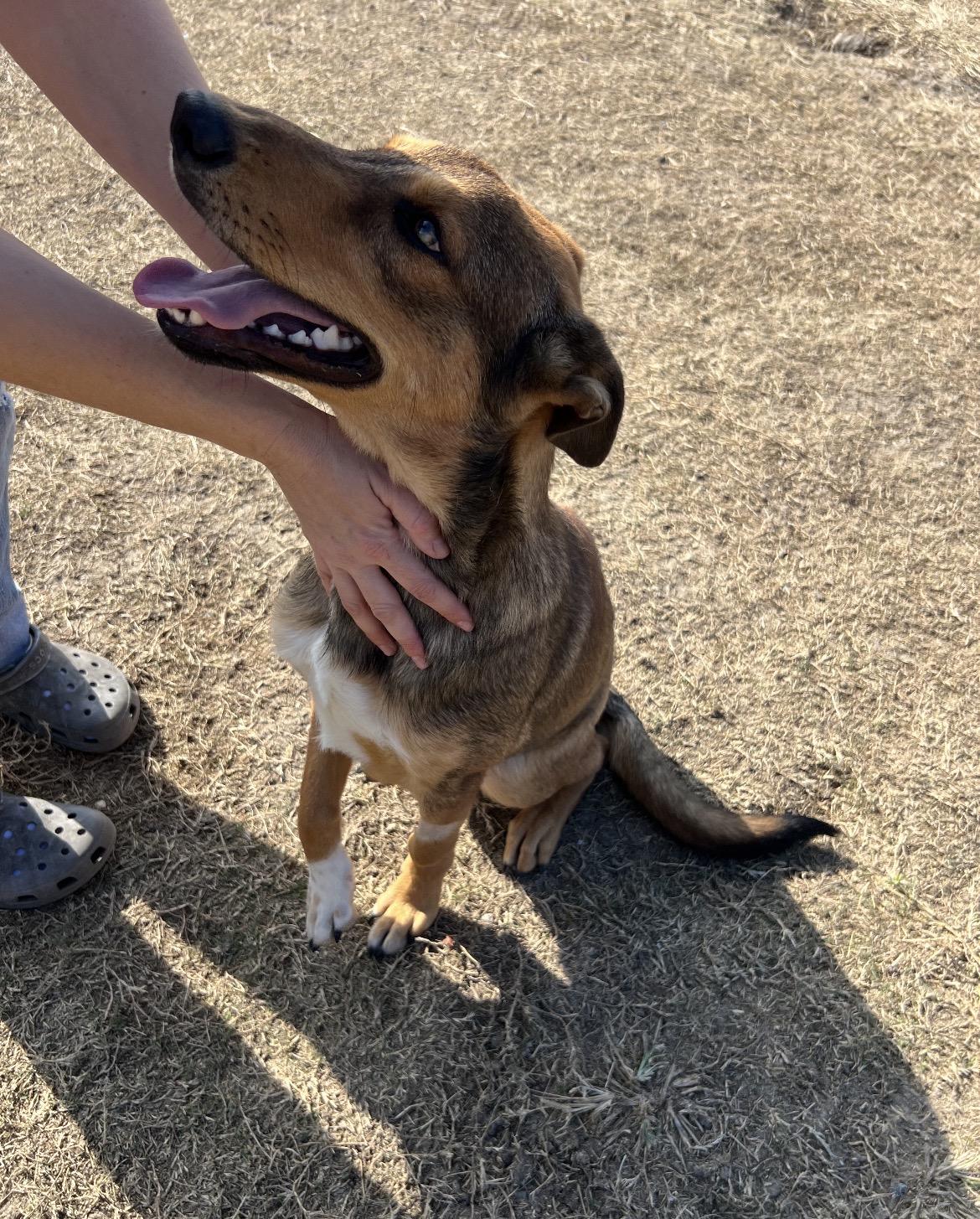 Nick, ADOPTABLE, Young Male Shepherd.
