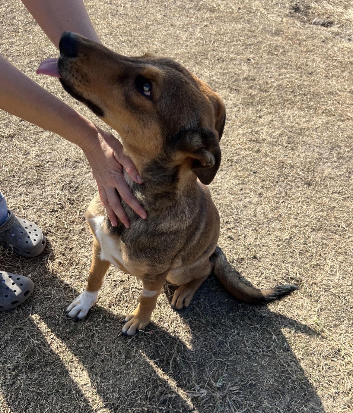 Nick, a ADOPTABLE mixed breed in Port Lavaca, TX image 5/6
