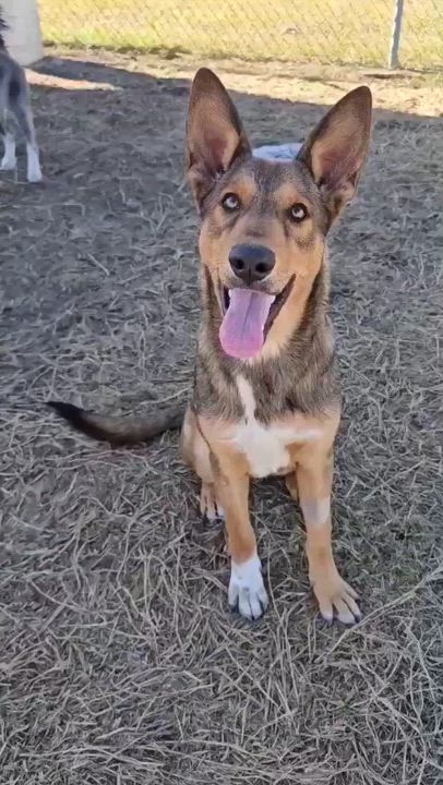 Enlarge Nick, a ADOPTABLE mixed breed in Port Lavaca, TX video 1/6