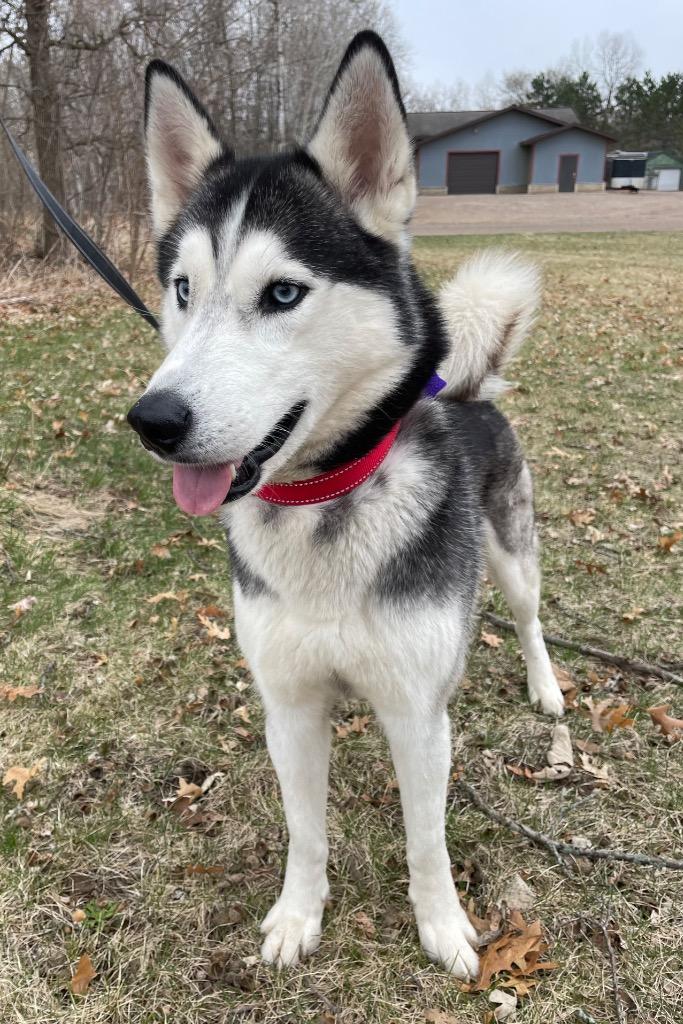 Steele, Adoptable, Young Male Husky.
