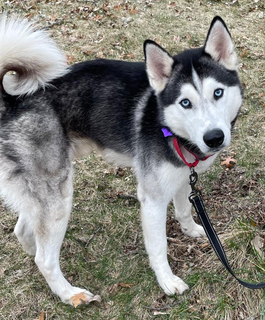 Enlarge Steele, a Adoptable Husky in Spooner, WI image 2/2