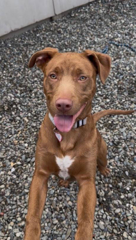 Enlarge ROME*, a Adoptable mixed breed in Santa Cruz, CA image 1/1