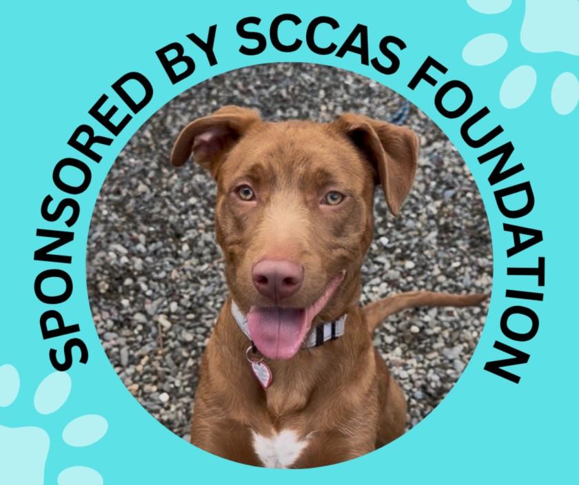 ROME*, Adoptable, Young Male Terrier & Mixed Breed.