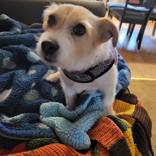 Molly, Adoptable, Adult Female Jack Russell Terrier.