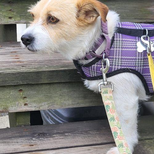Enlarge Molly, a Adoptable Jack Russell Terrier in Verona, NJ image 2/6