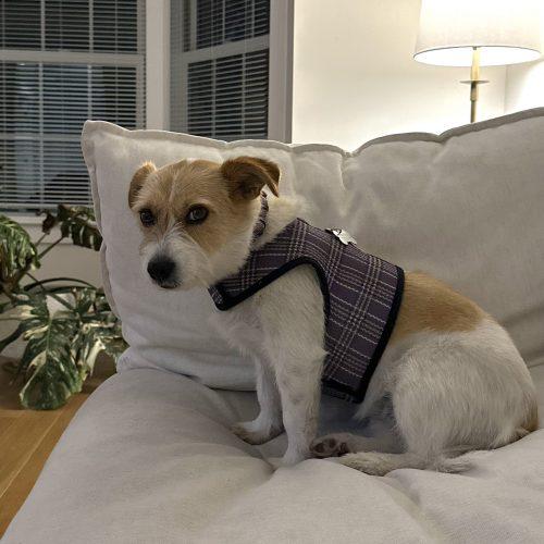 Enlarge Molly, a Adoptable Jack Russell Terrier in Verona, NJ image 3/6