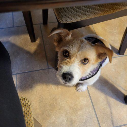 Enlarge Molly, a Adoptable Jack Russell Terrier in Verona, NJ image 4/6
