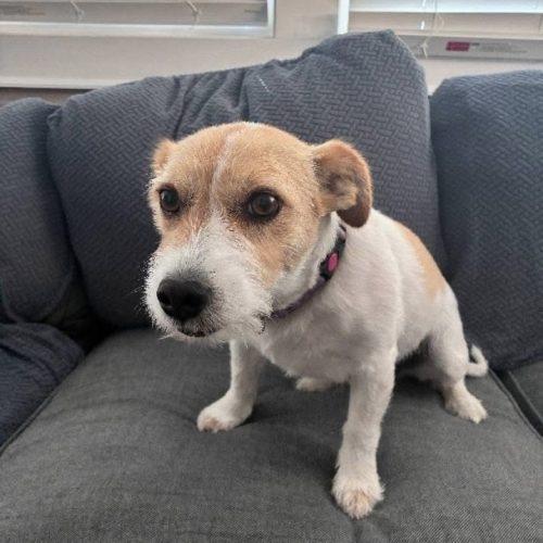 Enlarge Molly, a Adoptable Jack Russell Terrier in Verona, NJ image 5/6