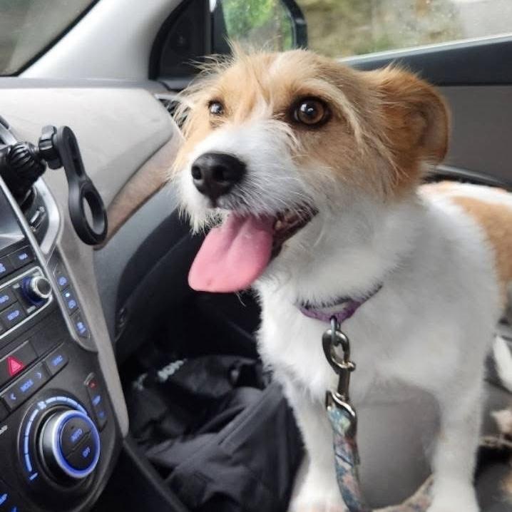 Enlarge Molly, a Adoptable Jack Russell Terrier in Verona, NJ image 6/6