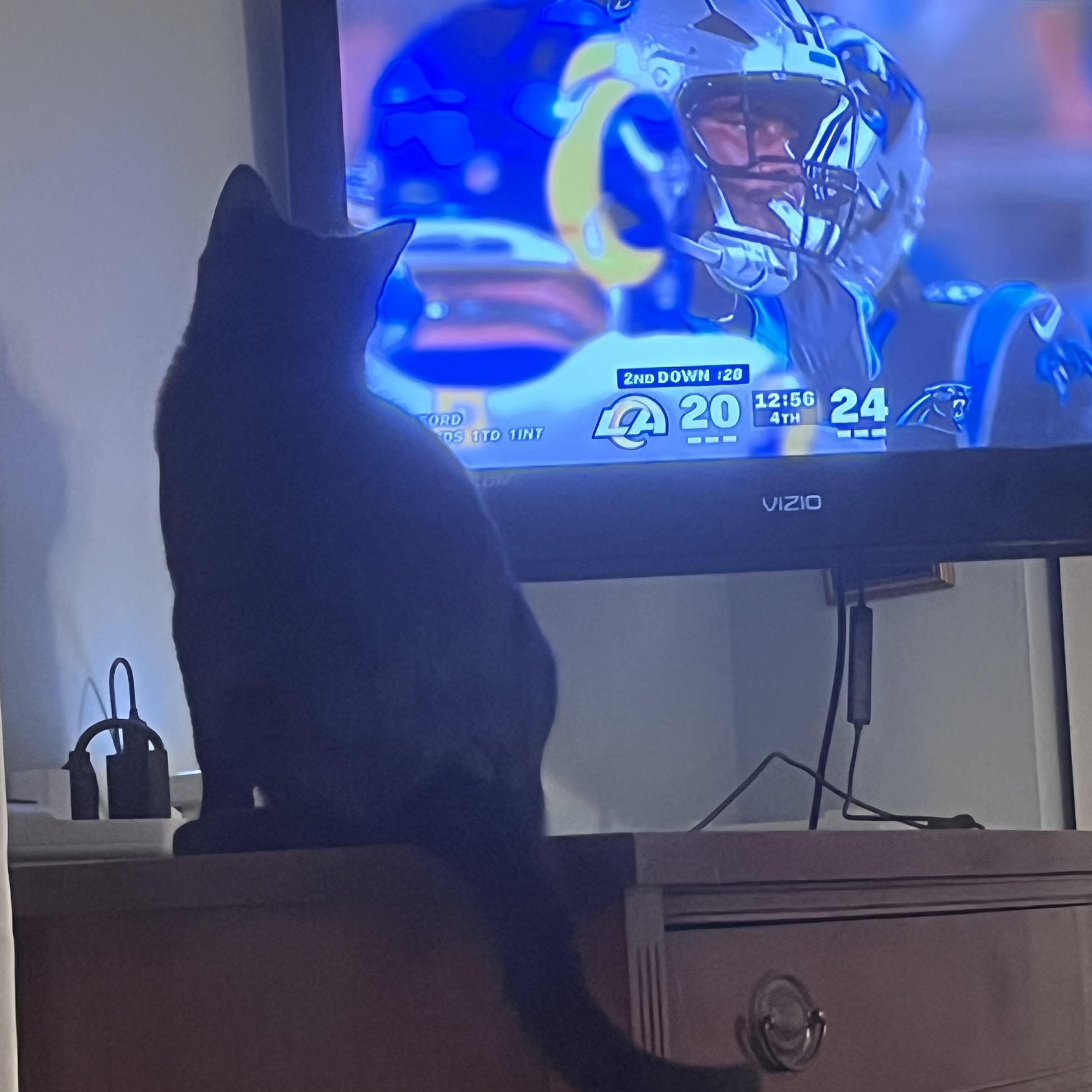 Apollo, a ADOPTABLE Domestic Short Hair in Bonita Springs, FL image 2/2