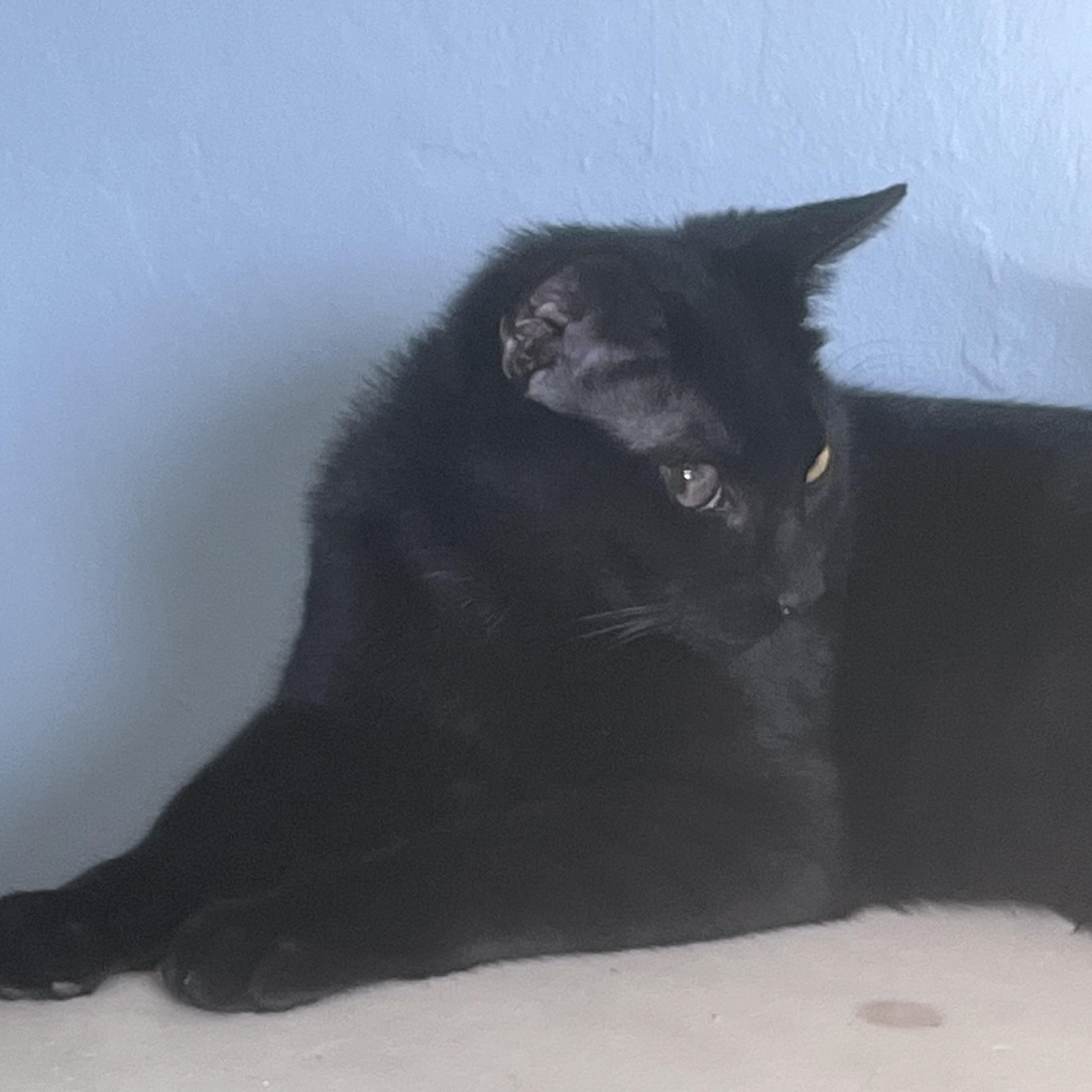 Apollo, a ADOPTABLE Domestic Short Hair in Bonita Springs, FL image 1/2