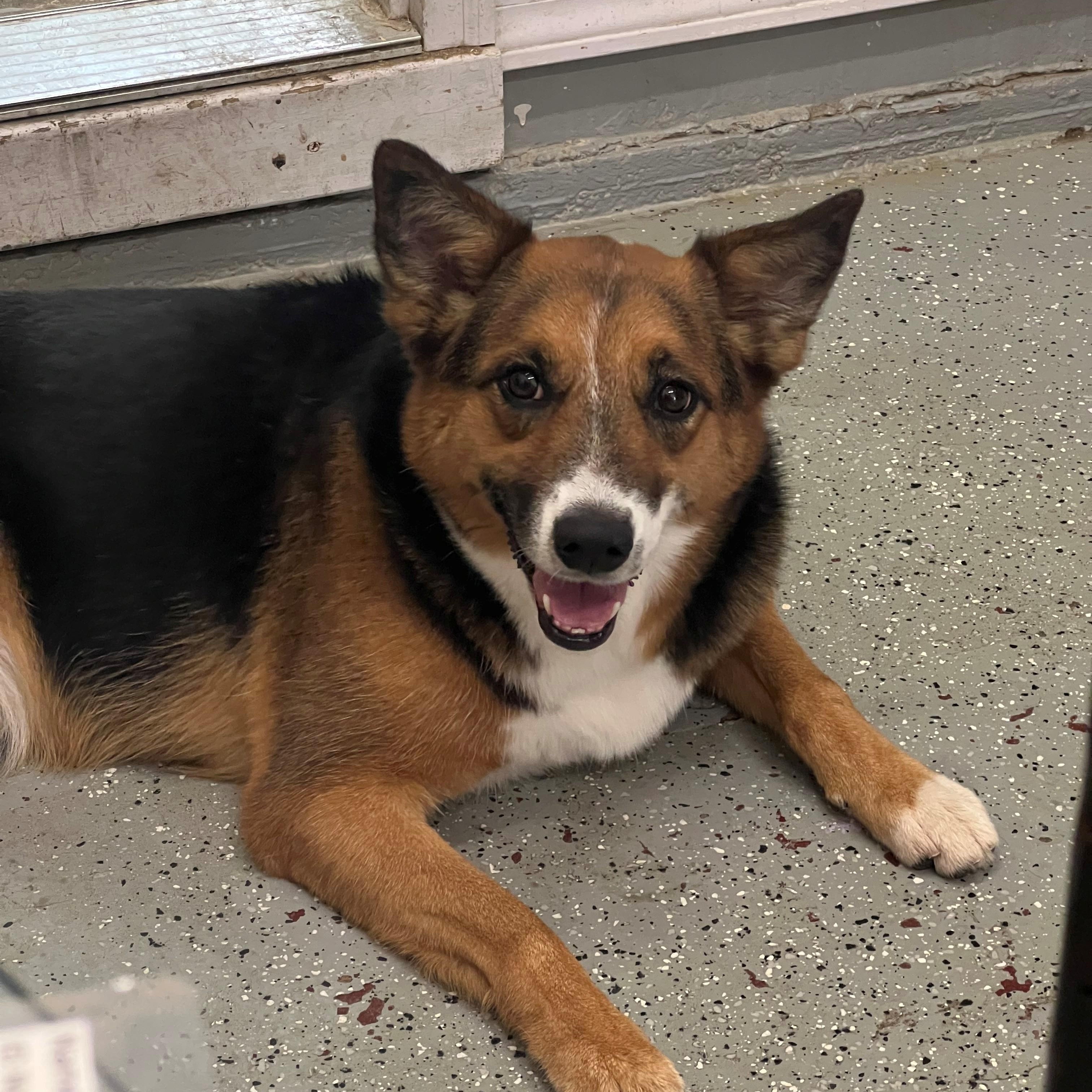 Enlarge Bonnie, a Adoptable mixed breed in Schererville, IN image 1/1