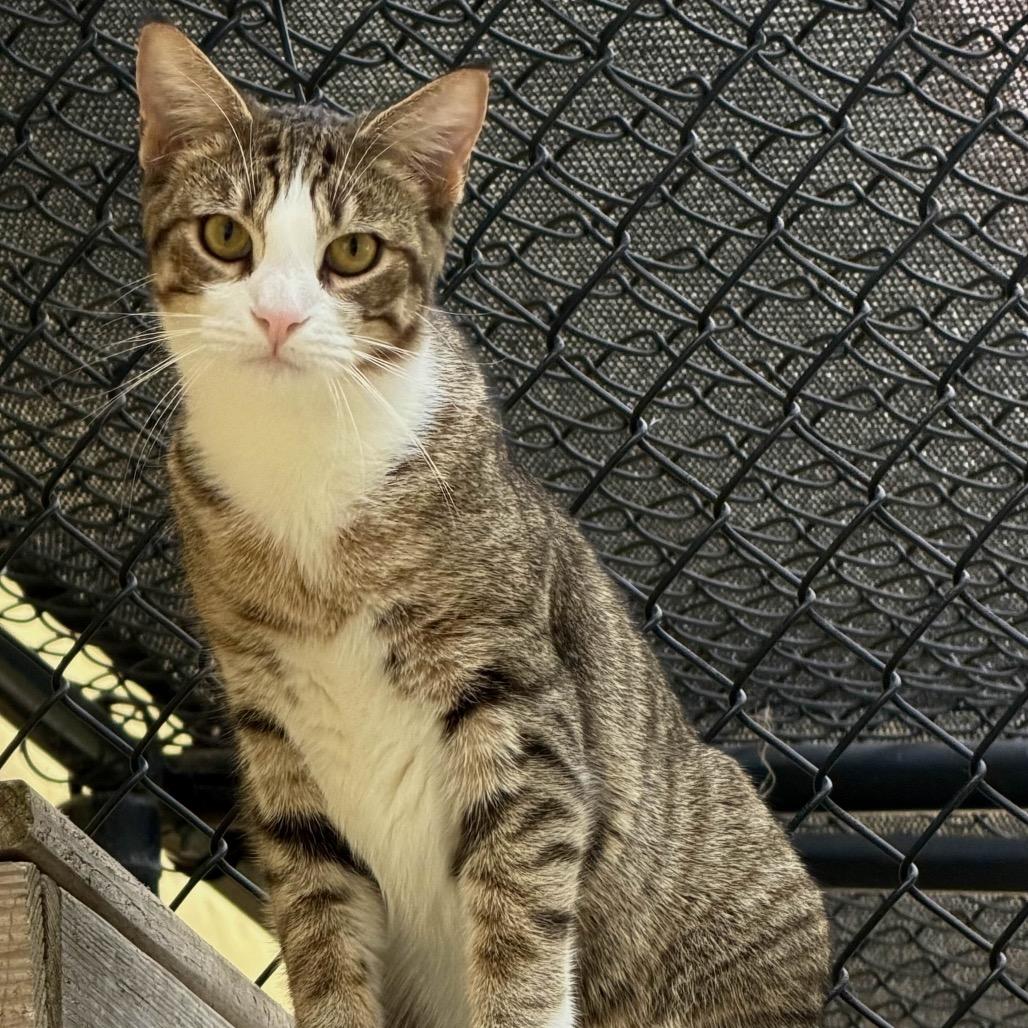 Gruyere, a Adoptable Domestic Short Hair in Port Charlotte, FL image 1/3