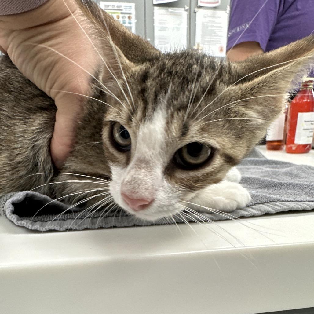 Gruyere, Adoptable, Young Male Domestic Short Hair.