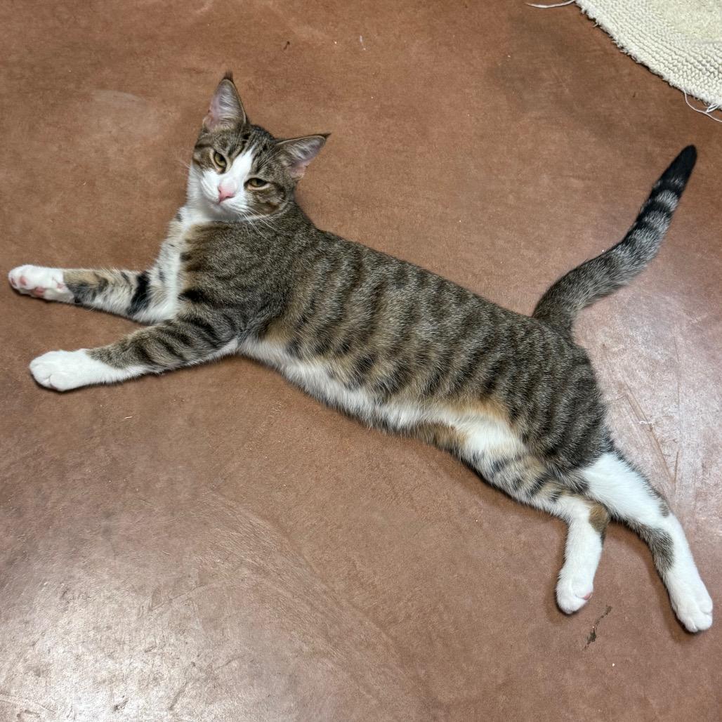 Gruyere, a Adoptable Domestic Short Hair in Port Charlotte, FL image 2/2