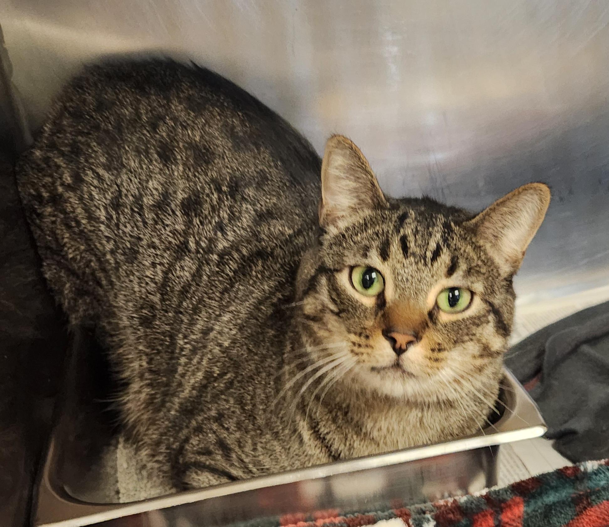 Milo, ADOPTABLE, Adult Male Domestic Short Hair.